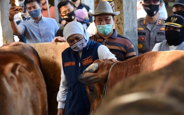 Foto Khofifah memantau kondisi sapi di peternakan. ( Foto : Humas Pemprov Jatim )
