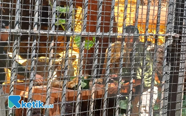 Foto Keeper Singa Afrika ini memberikan daging segar sebagai hadiah ulang tahun Bima dan Dona, Sabtu (20/4/2024). (Foto: Khaesar/Ketik.co.id)