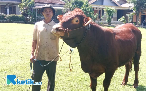 Gambar Ajaib! Sapi di Pacitan Lahirkan Pedet Jantan 10 Kali, Pemilik Disebut Punya Jimat